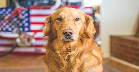 4th of July Dog Safety Tips