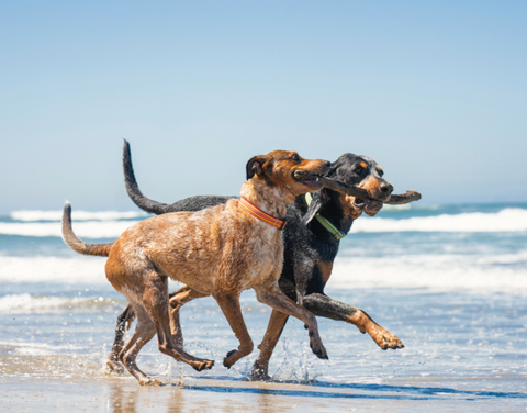 🏖️ Pet-friendly Beaches Near Your Local Spot