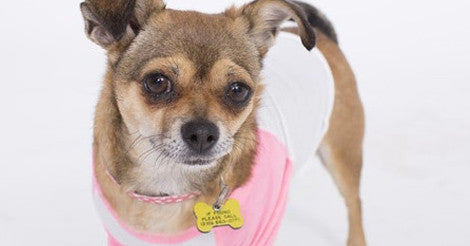 Adoptable Dog of the Week: Cara