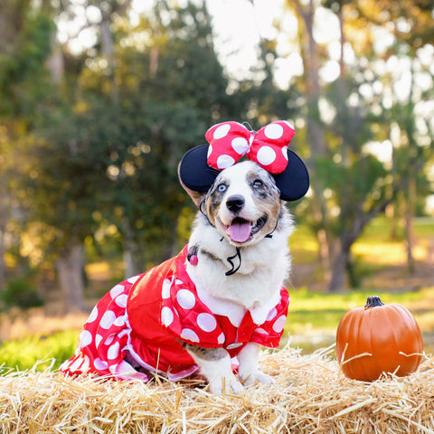 Spooky Costumes And Fur Dyes