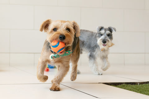 A Day in The Life of a Daycare Pup