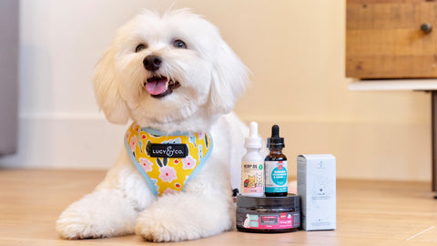 Benefits of CBD & Hemp for Your Pet