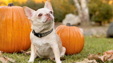 FALL PUMPKIN TREATS FOR YOUR PUP 🎃